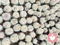 慢下来，慢慢吃饭，慢慢走路，少听少看少用脑分析，让万物自然生长，各归其位。允许自己做自己，允许别人做别人。配图