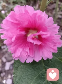 主体性强，你才能真正理解尼采这句话：“只要还有人在颂扬你，你就还没有步入自己的轨道，而是在他人的轨道上行进。”
沉溺于被别人喜欢，是种精神疾病。配图
