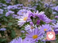 親愛的，獨自過中秋的你，尤其是在這樣一個特殊的日子里是否也有惆悵，是否也有一絲孤獨和寂寞呢？有時候，我們會因為距離、工作或其他原因，無法與家人團聚，但這并不意味著我們就要孤單寂寞。現實無法改變可以試試改變我們自己的心態和情緒哦
首先，請讓自己放松下來。過度的思考和擔憂會加重孤獨感。嘗試深呼吸、伸展身體，或者進行一些放松的活動，比如聽音樂、閱讀書籍或散步。這可以幫助轉移注意力，緩解情緒。
其次，保持積極的心態。獨自過中秋，不是一件糟糕的事情。或許是一個讓我們獨立思考、享受寧靜的時刻。借此機會沉淀心靈，探索自己的內心世界。也許會感到孤單，但是我們也可以選擇看到它背后的積極面。這是一個讓你自由自在、無拘無束的時刻，可以隨意做自己喜歡的事情，給自己一個愉快的假期喲。
雖然不能與家人在一起，但是我們可以試著與周圍人建立聯系或者參加一些慶祝活動，或許你會發現，在這個世界上，也有很多人像我們一樣，也在獨自慶祝這個特別的日子！
親愛的朋友，無論你在何處，無論你如何慶祝這個節日，都希望你能夠感受到幸福和滿足。在這個美好的時刻，祝福你中秋節快樂！配圖