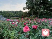 心理學中有個說法叫肥皂水效應！據說是由美國前總統柯立芝提出的概念！刮胡須之前先涂些肥皂水這樣刮胡須時就不容易刮傷皮膚。指的是在提出批評之前先找一些對方的優點加以認可和贊美，然后在提出批評意見，這樣就可以減少批評給人們帶來的負面影響，使被批評者更加愉快地接受自己的批評意見。適用于職場溝通協作或親子教育中的交流討論！配圖