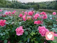 心理學中有個說法叫肥皂水效應！據說是由美國前總統柯立芝提出的概念！刮胡須之前先涂些肥皂水這樣刮胡須時就不容易刮傷皮膚。指的是在提出批評之前先找一些對方的優點加以認可和贊美，然后在提出批評意見，這樣就可以減少批評給人們帶來的負面影響，使被批評者更加愉快地接受自己的批評意見。適用于職場溝通協作或親子教育中的交流討論！配圖