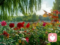 心理學中有個說法叫肥皂水效應！據說是由美國前總統柯立芝提出的概念！刮胡須之前先涂些肥皂水這樣刮胡須時就不容易刮傷皮膚。指的是在提出批評之前先找一些對方的優點加以認可和贊美，然后在提出批評意見，這樣就可以減少批評給人們帶來的負面影響，使被批評者更加愉快地接受自己的批評意見。適用于職場溝通協作或親子教育中的交流討論！配圖