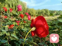 心理學中有個說法叫肥皂水效應！據說是由美國前總統柯立芝提出的概念！刮胡須之前先涂些肥皂水這樣刮胡須時就不容易刮傷皮膚。指的是在提出批評之前先找一些對方的優點加以認可和贊美，然后在提出批評意見，這樣就可以減少批評給人們帶來的負面影響，使被批評者更加愉快地接受自己的批評意見。適用于職場溝通協作或親子教育中的交流討論！配圖