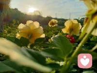 心理學中有個說法叫肥皂水效應！據說是由美國前總統柯立芝提出的概念！刮胡須之前先涂些肥皂水這樣刮胡須時就不容易刮傷皮膚。指的是在提出批評之前先找一些對方的優點加以認可和贊美，然后在提出批評意見，這樣就可以減少批評給人們帶來的負面影響，使被批評者更加愉快地接受自己的批評意見。適用于職場溝通協作或親子教育中的交流討論！配圖