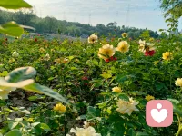 心理學中有個說法叫肥皂水效應！據說是由美國前總統柯立芝提出的概念！刮胡須之前先涂些肥皂水這樣刮胡須時就不容易刮傷皮膚。指的是在提出批評之前先找一些對方的優點加以認可和贊美，然后在提出批評意見，這樣就可以減少批評給人們帶來的負面影響，使被批評者更加愉快地接受自己的批評意見。適用于職場溝通協作或親子教育中的交流討論！配圖