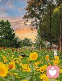 向日葵看不到太陽(yáng)也會(huì)開(kāi)放，生活看不到希望也會(huì)堅(jiān)持。配圖