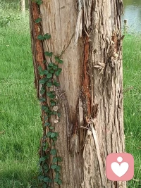 ??指尖中的虛谷，讓我的感官得到徹底的恢復
?對我而言，只要需要能量時，我都會來到大自然，做簡短的自我練習進行放松。
??當我抬頭望向天空，我的目光會專注在藍天的某一朵白云，持續地專注······跟隨云朵緩緩地流淌，重復移動的節奏，它的顏色、形狀、光、陰影面、視覺的感觀細節展開······
??然后，我會發現，呼吸變得均勻緩慢，頭腦變得寬廣專注，身體放松了······
??有時散步經過一片樹林，聽著風吹著樹葉沙沙作響的聲音，陽光透過樹葉，斑駁的光影交錯，微風吹拂著我的臉，聞到淡淡野草的味道，我感受到內在深深的平靜和喜悅······
??聽覺、視覺、觸覺、嗅覺、感覺，所有的感官細節展開······
??當我帶著這種純粹的“存在狀態”回到日常生活中，帶入到行動中，我會感覺到更加多的清晰、當下與享受。配圖