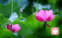 快樂和喜悅是不同的。

快樂其實是一種有條件的體驗。
它需要我們去完成什么，得到什么，才會交換出短暫的多巴胺，刺激我們的大腦，讓我們興奮，讓我們雀躍。
但是當多巴胺消耗殆盡，我們就會再次體會到空虛。

而喜悅是由內生長綻放開來的，從人的內心深處而來，愛心博大精深，淡然平緩之感，不需要有條件，外界也無法輕易奪走。

只有療愈了自己的內在小孩，生發出愛的能量，我們才會體驗到真正的喜悅。
人人完全有潛力活出圓滿、喜悅、富足、平和。配圖