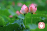 身心分離可能會導改焦慮、抑郁等等。

什么是身？身就是你的身體，是物質性的讓你存活于世的依賴、載體。

什么是心？心可別理解為心臟，這個是個常見的錯誤。你可以把心理解為自己的意識，大腦產生的想法、認知。

身心分離是什么呢？舉例來說，假設你今天受到了批評，這時候你非常痛苦。但是由于你的職位低、有求于人、或依賴于人等等你只能忍著，讓他罵你并且你還不能發火或用撒謊來掩蓋、壓抑等。

在這時候，身和心就已經分離了。

你的精神上是痛苦的，這份痛苦是要通過身體用語言、動作、健身運動、積極的學習等等行為的方式把這份痛苦恰當地發泄出去才好。但是出于各種原因，如果你選擇了憋著，或者安慰自己這不是問題，更有甚者會自己給自己洗腦說某某喜歡你才罵你，然后告訴自己不要難過。

是不是明明是讓你痛苦的事情，你的心痛苦，但是你的身體所表現的卻和痛苦并不一致，二者明顯是矛盾的，這就是身心分離。配圖