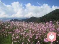 經年累月而形成的問題，都屬于“系統性問題”，無法靠一兩個策略和建議的落實得以解決。需要追隨到源頭，找出成因，從因上修正，在時間的積累下，才可能慢慢好轉，漸漸脫困。

之前的擔憂，很多都是多余的。因為你已經做好了會發生的心理準備，但一件也沒發生，所以，斷妄念，停止了對未來的擔憂和恐懼，你的內耗就減了一多半，開始有心力解決問題。

能讓你境況變好，唯一的路徑，只有靠付出有效的行動。但此處有一極大的心魔，會阻撓你的行動。總結下來，就四個字：悔恨、不甘。這四個字，會在人的內心形成一個巨大的情緒旋渦，時刻有將你卷入吞沒的危險。

通過反思，斷一切惡因，改種善因，你得明白一個本質問題。之所以走到今時今日這個局面，怨不得他人。今日的種種痛苦，多數是由你自己過去種下的“惡因”，所結出的“惡果”，在今日成熟。

了解了這個本質，便是覺醒的開始。但，僅僅是開始。所謂“種因受果”，你不得不也必須把這個“惡果”吞下。與此同時，再踏踏實實地修正自己。從因上去努力，也就是通過行動，去種下種種“善因”。
真正的難點，就在于明了“善因善果”、“惡因惡果”的各種關聯，這需要比較深的內省功夫。也就是所謂的“智慧”的內核。

認識、調整、轉化、提升。配圖