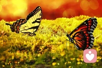 人生關鍵是一場向內探索的旅程。生命為體驗而來，不僅來體驗痛苦，還需要體驗幸福和美好。每個人都需提升讓自己幸福的能力。重點是，照顧好自己，滿足自己的基本需求。有時我們需要的只是，有人幫助我們識別問題，找到根源，重建、修復、轉化、提升。配圖