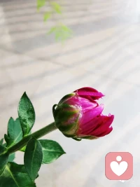 “對自然美抱有直接興趣，永遠是心地善良的標志。”此話可以反說，凡已不復善良者，乃對自然美喪失了直接的興趣。配圖