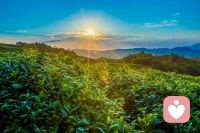 心懷感恩，淡然付出

當(dāng)你能夠用無條件的愛去面對所有人的時(shí)候，你就會(huì)感受到，哇！這么多人都在愛我。因?yàn)槟阃度肽愕膼郏鼤?huì)投影回來的。你的愛不狹隘，你投影出來的人，他也不狹隘。他不是一種帶著訴求的愛，因?yàn)槟銢]有訴求，所以你投影出來的這個(gè)世界對你的回饋也是沒有訴求。只要你有訴求，這個(gè)世界投影回來的都是帶著訴求的。
所以我們自己內(nèi)在的這種純凈是至關(guān)重要的。愛是三維空間能感受到最大的能量。但到四維、五維、六維到更高維度的時(shí)候，我們才知道，原來生命的本源早就是這樣，它本來就是以付出作為第一需要。
一個(gè)真正建立這樣指令系統(tǒng)的人，已經(jīng)不是在尋找本自具足，你會(huì)隨時(shí)發(fā)現(xiàn)，所有存在都是愛的對象，都是讓我們?nèi)谌氘?dāng)下付出的狀態(tài)。你會(huì)感恩給你付出機(jī)會(huì)的生命，感恩給你付出機(jī)會(huì)的人、事、物。
你無條件愛的時(shí)候那種美好的狀態(tài)，是周圍的這些生命給你體驗(yàn)的機(jī)會(huì)！我經(jīng)常說講的人是最大的受益者。因?yàn)檫@個(gè)當(dāng)下，其實(shí)是所有來聽你講的人給了你一個(gè)無條件付出的機(jī)會(huì)，所以就會(huì)感恩，也不會(huì)掛礙，你也不會(huì)覺得自己講的對還是錯(cuò)。
你會(huì)把握這個(gè)機(jī)會(huì)，用你的心去付出，在這個(gè)當(dāng)下的喜悅和自在，是難以言表的。付出的當(dāng)下已經(jīng)有最大的一個(gè)驗(yàn)證了，根本不需要去考慮我講了這些東西，會(huì)得到什么樣的回報(bào)，是否會(huì)讓一些人受益，是否會(huì)轉(zhuǎn)變一個(gè)人的想法，那些完全沒意義。愛根本就不需要帶著訴求，只要有機(jī)會(huì)當(dāng)下付出，你就在跟內(nèi)在高維智慧同頻共振。當(dāng)你付出的時(shí)候，你的源泉就打開了，剩下的就只有感恩給我們這樣機(jī)緣的人。配圖