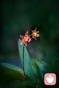 我们的身体是有记忆的，它记忆着我们一生的经历。每一种创伤就是，内心的创伤也会记载着我们身体上，以疾病的形式存在。其实疾病也是一种语言、也是在表达、在期待，他记载着被我们遗忘的，我们无法想象来的过往的创伤。配图