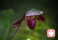 每個人都有著多重身份，我們不僅是父母的子女，更是子女的父母、愛人的伴侶、領導的下屬，在各種各樣的人際關系中，不免會對他人有期待、有要求。

比如，父母都希望子女成績優異，聽話懂事，于是對子女有著各種各樣的要求：幾點起床、幾點寫完作業、每天閱讀幾個小時等等。一旦發現子女不聽自己的話，就會憤怒悲傷，認為子女不領情，辜負了自己的一片好心。

其實，每個人都控制不了任何人，也改變不了任何人，能做的只有做好自己。

人一輩子其實就三件事兒：自己的事兒，別人的事兒，老天爺的事兒。

我們管不了別人的事，我們可以給他人提建議，希望他人改變下做法，但是不要期望他人一定會接納我們的建議，要做好他人不聽我們話的心理準備。

有的人可能不服氣，認為如果他人不聽話，到頭來會連累自己。

比如：伴侶不聽話喜歡暴飲暴食，一旦身體生病，我還得花時間精力照顧他；孩子不聽話不好好學習，一旦成績下降，我還得花錢為他另請名師。

歸根結底，不難發現，想控制別人的根源還是為了自己，想為自己謀取更大的方便與利益。

為自己謀取方便與利益的想法本身沒錯，只不過不該一味從要求別人這方面來下手，而是從自身出發，做好自己，為自己培植福報，當自己改變了，別人也就會改變，不會事事都和我們拗著來。配圖