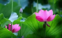 清理內耗

你有沒有這種經歷：

推門進家，看著沙發上亂堆的衣服，茶幾上七零八落的小物件，忽然氣不打一處來；

在亂糟糟的屋里，坐沒地方坐，站沒地方站，難以靜下心來讀書學習；

而當你下決心清理一番，徹底把家打掃干凈后，心情又瞬間好起來，沉悶的生活仿佛一下子被透窗進來的陽光打亮。

房間，像面鏡子，能照出我們內心的模樣。

掃灰除塵的過程，是打理心情的過程，也是治精神內耗的一帖良藥。

房間，最能反映一個人的精氣神。它不僅是吃飯睡覺的地方，更是安放心靈的角落。

哈佛商學院的一項研究顯示：幸福感強的成功人士，往往居家環境十分整潔；而生活失控的人們，通常生活在凌亂骯臟的環境中。有位女士和丈夫都是購物狂，每天回家總會順手買點東西。久而久之，屋子像倉庫一樣，堆滿了用不上的雜物。待在家里，夫妻倆像被圍剿的獵物，行動受限，心情煩躁。很多時候，早上急匆匆出門，連一件干凈衣服都找不到。而邋里邋遢的生活，又令他們陷入自責與焦慮，完全沒有精力好好工作。麻煩事頻頻找上門，心情越來越差，壓力越來越大。無奈之下，他們請來收納師山下英子，徹底把雜物歸納妥當。整理好的房間，讓人眼前一亮，他們才驟然明白：干凈，也是一種治愈。配圖