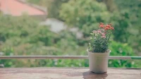 痛苦多源于認(rèn)知

有一個(gè)人，愛(ài)憎分明，眼里揉不得沙子。有一天，他跟一個(gè)朋友在報(bào)攤買(mǎi)報(bào)紙，那朋友接過(guò)報(bào)紙時(shí)，很禮貌地對(duì)報(bào)販說(shuō)了一聲謝謝，那個(gè)報(bào)販卻毫無(wú)反應(yīng)，一言不發(fā)。離開(kāi)報(bào)攤后，他越想越怒，對(duì)朋友說(shuō)：“剛才那小子也太神氣了吧？”“他每天都這樣。”朋友說(shuō)。“那你還對(duì)他那么客氣？”他更怒了。朋友看了作家一眼，說(shuō)：“為什么我要讓別人決定我的行為？”

這個(gè)故事是不是生活中很常見(jiàn)？我們是不是經(jīng)常“遭遇”這樣的瞬間，導(dǎo)致了情緒顛簸起伏，時(shí)而高興時(shí)而悲傷，這背后都是我們把自己這顆心交給了別人，心甘情愿讓外界操控我們這顆心。這則故事里，同樣的一個(gè)人，同樣的一件事，他和朋友的心理感受卻完全不同，如果把事情比作A，我們的認(rèn)知和看法比作B，我們的情緒感受比作C，那是A決定了C，還是B決定了C呢？很顯然可以看出其實(shí)是B決定了C，而我們常常會(huì)把情緒所起怪怨到A身上，這就是痛苦不得解脫的原因。

因?yàn)樗瑢?dǎo)致了我這么痛苦，嗔恨心起，痛苦無(wú)以復(fù)加。這個(gè)世界誰(shuí)都傷害不了你，傷害自己的永遠(yuǎn)都只有自己。

家里的丈夫說(shuō)妻子做飯?zhí)塘耍拮佑X(jué)得丈夫在攻擊她，她常常因此陷入痛苦公司領(lǐng)導(dǎo)給員工額外加了許多工作內(nèi)容，員工覺(jué)得領(lǐng)導(dǎo)在欺負(fù)他，他十分生氣并一再對(duì)抗孩子想看電視不想寫(xiě)作業(yè)，媽媽認(rèn)為孩子叛逆故意跟自己作對(duì)，頭疼焦慮男生熱戀期過(guò)后對(duì)女生忽冷忽熱，女生覺(jué)得這一切都是故意吊胃口想拿捏她，無(wú)休止?fàn)幊晨蛻?hù)抱怨快遞太慢，你作為銷(xiāo)售覺(jué)得這個(gè)客戶(hù)怎么這么多事兒，煩死了快……

是不是發(fā)現(xiàn)，這些場(chǎng)景每天甚至每時(shí)每刻都在身邊上演，甚至你都很有可能是被所有這些場(chǎng)景裹挾的那同一個(gè)人，當(dāng)這些場(chǎng)景集中在某一個(gè)時(shí)刻全部包圍你的時(shí)候，情緒就崩潰了，最關(guān)鍵的是，陷入持續(xù)持續(xù)這樣的情緒中，醒不過(guò)來(lái)，你覺(jué)得自己很可憐，好像全世界都在反對(duì)你，每個(gè)人都對(duì)你不好，就像那句歌詞“為什么受傷的總是我？”，甚至你總覺(jué)得自己時(shí)運(yùn)不佳，別人做得到的我總是做不到很痛苦很焦慮，這個(gè)世界太殘酷真的是這樣的嚒？有沒(méi)有可能你不自覺(jué)把自己放置在“受害者”的角色慣性感受里了？那你是否具有受害者情結(jié)呢？配圖