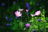 痛苦，多因?yàn)槟阍诤酰诤蹙陀纯唷Ｖ灰辉诤酰嗤淳洼p多了。
人生中會(huì)遇到很多糟糕的事，你若是不在意，其實(shí)對你也產(chǎn)生不了什么影響。
你若總是向外歸因，把自己塑造成一個(gè)受害者，一樁小事也能給你釀成巨大的情緒內(nèi)耗。
所以你看，很多痛苦的出現(xiàn)，并不是事情本身導(dǎo)致的，而是你的觀念出了問題。
想要人生有所改變，你就一定要學(xué)會(huì)轉(zhuǎn)變心態(tài)，重塑你的價(jià)值觀。配圖