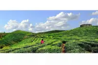 沒有誰生而情緒失調(diào)，更沒有誰注定在親密關(guān)系中矛盾糾結(jié)，會如此強烈地愛恨交加。如果沒有早期的親密關(guān)系創(chuàng)傷，誰會既恨一個人，又不能接受對方的離開？如果不是因為被至親的人愛又傷害，又怎么會對親密關(guān)系既恐懼又渴求？那累累的傷痕，只是為了平息內(nèi)心的痛苦。

癥狀是對問題環(huán)境的應(yīng)對和適應(yīng)，或者說是被問題的環(huán)境塑造的結(jié)果。沒有對人無條件的尊重，接納，理解和共情，便沒有療愈。配圖