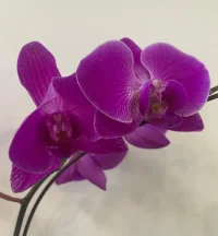 認(rèn)真對(duì)待自己的每個(gè)感覺：識(shí)別情緒、管理情緒、維護(hù)心理健康。關(guān)注自己的每個(gè)感覺，意味著我們?cè)谌粘Ｉ钪?，能夠意識(shí)到自己每時(shí)每刻的情緒、身體反應(yīng)和心理狀態(tài)。

關(guān)注自己的每個(gè)感覺，不僅能夠讓我們更加了解自己的內(nèi)心世界，從而更好地理解自己的行為模式和決策過程，還能夠提高情緒管理能力，避免情緒失控對(duì)我們生活和工作帶來的負(fù)面影響。

同時(shí)，它還能夠促進(jìn)心理健康，有助于我們及時(shí)發(fā)現(xiàn)心理問題，采取有效措施進(jìn)行調(diào)節(jié)，從而維護(hù)和促進(jìn)心理健康。配圖