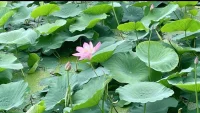 嫉妒

嫉妒是指人們為爭取一定的權益，對比自己優越的人懷有一種冷漠、貶低、排斥或者是敵視的心理狀態，一種極想排除或破壞別人的優越地位的心理傾向。

嫉妒被天主教列為七宗罪之一，足見人們有多不喜歡嫉妒，這可能是我們最難以啟齒的一種心理狀態。相比于憤怒，人們更不允許嫉妒出現，也更加掩飾自己的嫉妒之情。

然而嫉妒有什么用呢？嫉妒告訴你，你最想要的是什么以及有多么想要。跟憤怒一樣，嫉妒本身沒有問題，因嫉妒而產生的某些行為有問題。

記得有人說過，要成為城市里最高的大廈，有兩種方法：一是摧毀比自己高的大廈；二是在打好堅實的基礎后不斷建造。由于嫉妒的人們普遍選擇前者，所以，世俗把嫉妒看成一種邪惡。

如果我們能意識到想成為最高的大廈還有第二種方法，嫉妒其實就是一種力量！配圖