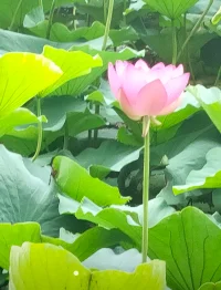 安人先安己

如何才能“往里走，安頓自己”？

這個課題有關安身立命，非常大。假如我們真要按中國的老說法來講，就是“為天地立心，為生民立命，為往圣繼絕學，為萬世開太平”，但那種大氣魄沒有幾個人能做到。
這種大氣魄所包含的四個項目，每個項目都涵蓋著一部分人文社會學科或者幾個人文社會學科的目標。
所以真正講起來，這四句話是對讀書人的期許——不需要一下子全部做到，我們也可以分擔一個大任務里面的一個角色，就等于給你一個大花園，真正讓你做的是照顧三五棵小樹。
所以，我們也未嘗不能從這個角度來討論“安頓自己”“安頓在哪里。配圖