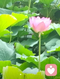 “優(yōu)越性偏見”，也稱為“自我提升偏見”。這種心理傾向使人們傾向于高估自己的能力或品質(zhì)，認(rèn)為自己在某些方面優(yōu)于他人。優(yōu)越性偏見不僅影響個(gè)人的自我認(rèn)知，還可能對(duì)其決策、行為和人際關(guān)系產(chǎn)生深遠(yuǎn)影響。配圖
