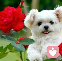 最好的狀態(tài) 皆水到渠成
盡可能做好當下
會更好，會如愿
會明朗，會圓滿。配圖