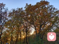 矛盾型依戀中，個體對親密關系具有雙重性的需求：一方面渴望親密和依賴，另一方面又懼怕被拒絕和拋棄。正是這種內心沖突，導致他們在面對親密關系時表現為焦慮和不穩定。配圖