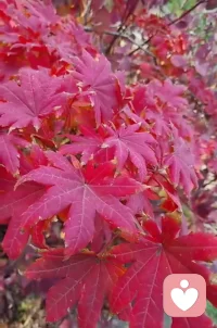 在激烈的競爭環境中，保持動力的同時，避免被過度壓力壓垮。
一、設定合理的目標：不要試圖一步登天。通過設立階段性的目標，讓自己在每個階段都能有所收獲，避免因過度追求完美而陷入壓力陷阱。
二、學會放松：適度的放松與自我調節至關重要。通過冥想、運動或者簡單的深呼吸，幫助你緩解壓力，避免過度的鯊魚效應。
三、與競爭者互動：不要把所有的競爭看作敵意。在某些情況下，競爭者可能是潛在的合作伙伴，通過良性競爭與互動，你們可以共同提升。
四、關注自我進步，而非他人：社會比較雖然不可避免，但長期盯著別人的進展會使我們感到疲憊。時?；仡欁约旱某砷L，讓自己看到進步的價值，避免被他人的成就所壓垮。配圖