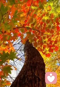 “一個人童年如何被養(yǎng)育，他就將如何度過這一生。”這句話道出了許多人心中的痛楚。

或許你曾覺得自己與這個世界格格不入，社交場合中的不安與敏感時刻困擾著你。你過度獨立，但同時又渴望親密關系，卻始終不敢全然依賴他人。你對自己的真實感受幾乎難以表達，仿佛一層厚厚的殼將你和外界隔離開來。你是否曾想過，這一切，或許都源自童年時期未能得到的愛與關懷？?

童年缺愛的后遺癥
兒童早期與主要照料者（通常是父母）建立的依戀關系，會直接影響到一個人日后的情感模式和社交能力。簡單來說，童年缺乏安全感的依戀會導致成年后的一系列心理問題，包括自我懷疑、不安、親密關系的障礙等。?那些在童年缺乏愛與關注的人，通常會發(fā)展出“回避型依戀”或“焦慮型依戀”模式。他們可能會極度渴望愛，卻因為害怕失望和被拋棄，而選擇用冷漠與距離來保護自己。又或者，他們變得過度依賴別人，以獲取確認和安全感，卻常常陷入焦慮與失控的情緒循環(huán)中。

療愈童年缺愛的傷口，首先要面對和接納這些痛苦的存在。回避和否認只會使創(chuàng)傷在無意識中繼續(xù)影響你的生活。心理學家們普遍認為，正視創(chuàng)傷是療愈的第一步。配圖