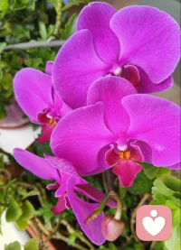 被我們忽視的心理創(chuàng)傷，只是被我們“假裝忘記”，其實它們早就刻在我們的情緒、自我價值感中，變成你性格的一部分，實實在在影響著今天的生活。
當(dāng)你靜下心來，仔細覺察，自己是否有這樣的外在表現(xiàn)？
強烈的自我攻擊
常常否定自己，覺得什么事都做不好，出了問題非常容易自責(zé)，覺得是自己的原因。與人交往，總不敢自信地說話，遇到喜歡的人，更是不敢靠近
被糟糕的情緒籠罩更多感受到不安、焦慮、無助，人際關(guān)系中容易被激怒，卻又壓抑自己的壞情緒，充滿憋屈，心里始終開心不起來
過于敏感脆弱害怕出錯，害怕被否定，社交中不自信，戰(zhàn)戰(zhàn)兢兢，很難真正信任和依賴他人，哪怕再親密
莫名的軀體反應(yīng)一些創(chuàng)傷會藏在我們身體里面，莫名其妙的頭疼、腹瀉、身體不適，或者做噩夢，很可能是早年創(chuàng)傷記憶的結(jié)果。配圖