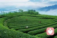 在情感的征途上，有些女性的旅程似乎注定充滿了波折。她們的愛情之路曲折多變，常常遭受挫折，甚至難以維持穩定的感情關系。

這些女性或許在職場上意氣風發，在朋友圈中備受寵愛，但在愛情的世界里，卻始終無法找到屬于自己的歸宿。從心理學的專業視角來看，情感經歷中的挫折與性格確有密切的關系。

情感依賴和不安全感是情路坎坷女性常見的性格特征之一。依戀理論中指出，早年與父母或其他重要撫養者的依戀關系，會深刻影響一個人在成年后的親密關系模式。如果一個人在童年時期缺乏穩定的情感支持，長大后可能會在愛情中表現出過度依賴或極度不安全感。

過度依賴：這類女性往往會把全部的生活重心放在伴侶身上，導致缺乏自我價值感和獨立性。一旦伴侶表現出冷淡或離開的跡象，她們便會感到極度焦慮和失落。極度不安全感：不安全感則表現為對伴侶的不斷懷疑和猜忌，擔心被拋棄或背叛。這種不安全感不僅會破壞雙方的信任感，還可能導致關系中的頻繁沖突。配圖