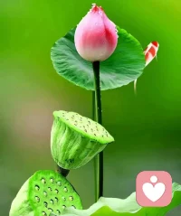 如果我們長(zhǎng)期處于情緒中，它會(huì)形成一種物質(zhì)留在我們的身體里，阻礙我們吸收正常的身體養(yǎng)分，造成身體器官功能失衡，破壞身體內(nèi)部平衡系統(tǒng)，造成疾病。
比如：當(dāng)一個(gè)人心中有委屈和害怕的時(shí)候，心里會(huì)聽(tīng)到一個(gè)“木”的聲音，聞木聲則惕然而驚，傷的就是胃經(jīng)和腎經(jīng)。
胃經(jīng)，是從我們的第二個(gè)腳趾，沿一定的路線(xiàn)，通過(guò)心包，到我們的臉上。當(dāng)我們受到很大委屈，堵住我們的胃經(jīng)的時(shí)候：我們的胃會(huì)受到影響；心臟也會(huì)受到影響。
在中醫(yī)中，心臟是君主之官，神明出焉，主神明。當(dāng)心包受到傷害，被萎痹的時(shí)候，人就失去了理智，失去了認(rèn)知。
關(guān)于腎經(jīng)，當(dāng)我們受到驚嚇的時(shí)候，我們會(huì)覺(jué)得我們的脊椎從后腦處嗖的一下涼了下去，一直涼到我們的肛門(mén)和骶骨。
中醫(yī)說(shuō)：恐使氣下。當(dāng)我們有恐懼的時(shí)候，感覺(jué)我們的氣從后腦處，一直向下聚集到我們的腎經(jīng)。
這些情緒堵塞在經(jīng)絡(luò)和臟腑里，久而久之，就變成疾病。配圖