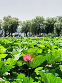 这世上没有无缘无故的疏远，有些关系的变淡，是从“不回应”开始的。朋友不联系你，是因为你总不回复；恋人对你失望，是因为你习惯冷处理；同事不信任你，是因为你经常玩消失。好的关系，都是“有来有回”的。你认真对待别人，别人才会认真对待你。所以，别让“不回应”毁掉你的关系。哪怕再忙，哪怕再累，哪怕真的不想继续这段关系了，也请给个明确的答案。沉默不是体面，而是最伤人的冷漠。配图