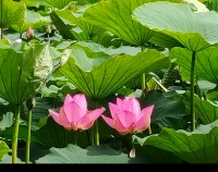 接納內在的黑暗：你對誰特別生氣，往往藏著你不愿承認的自己




原創







媛媛子Flavia












猴猴心理與生活




2025年05月11日 06:16
意大利


1331人




在心理學家的理論中，有一個重要的概念叫“陰影”（Shadow）。它并不是我們常理解的“壞東西”，而是我們人格中那些被否認、壓抑、不被允許表現出來的一部分自己。它可以是憤怒、嫉妒、自私、脆弱，也可以是我們從未活出來的自信、野心和創造力。

這些東西沒有消失，它們被我們推入了潛意識之中。于是，在不知不覺中，我們開始用一種很微妙但極具破壞性的方式，把這些壓抑的自己“扔”到別人身上。這就是榮格所說的：“你的潛意識正在操控你的人生，而我們稱之為‘命運’。”

而根據心理學的研究發現，?我們日常的思想、行為和決策這些“有意識”的念頭，只占5%，其余95%都是隱藏在水面下，不為我們所知的潛意識。陰影是潛意識的一部分，具體來說，是“個體潛意識”中被自我否認、壓抑、未整合的部分。

什么是“陰影整合”？陰影整合，指的是我們有意識地去看見、接納、理解那些被我們壓抑或否定的自己，從而讓內心變得更完整、更自由。

很多時候，我們對別人的“討厭”“生氣”“鄙視”不是沒有原因的——而是那些人身上，有我們拼命壓抑的那部分自己。你有沒有過類似的情況：有人總愛出風頭，讓你很反感；有人控制欲強，干涉你的一切，讓你火冒三丈；有人懶散不上進，你只想躲得遠遠的；有人一哭就讓你覺得“矯情”“玻璃心”；也許，你情緒反應的不是“他們”，而是自己心中那個從未被接納的影子。問題的關鍵不是“那個人多糟糕”，而是問自己：??「這個人讓我想起我不想成為的那種人嗎？」這句話揭示了心理學中的一種現象：投射。

我們總是會把自己不愿意面對的性格特質、沖動、欲望，從潛意識里投射到別人身上。當對方表現出那種我們最排斥的樣子時，就會激起我們強烈的情緒反應。
