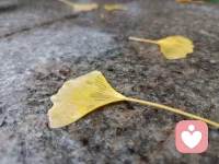 落叶归根，我常常会想，我的归宿在哪里配图