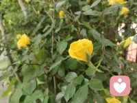 天行健，君子以自強不息。——周文王 姬昌 《周易》配圖