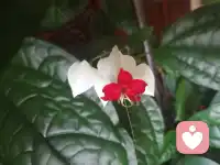 你來(lái)自天外，圣潔高雅，化身人間精靈。配圖