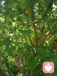 風很烈，雪很大，天氣很糟糕，但天真的孩子在雪中玩的很開心。可見糟糕的不是天氣，是人的心態。即使真的無法融入，嚴冬中還有記憶的春天。配圖