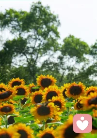 有一種花叫向日葵，它的花語(yǔ)是：
入目無(wú)別人，四下皆是你
有你時(shí)，你是太陽(yáng)，我目不斜視
無(wú)你時(shí)，我低頭誰(shuí)也不見(jiàn)
有一種愛(ài)叫獨(dú)寵你，他的意義是；
此生只愛(ài)你，滿眼都是你。
有你時(shí)，你是全部，我心無(wú)旁念；
無(wú)你時(shí)，我封心誰(shuí)也不愛(ài)。配圖