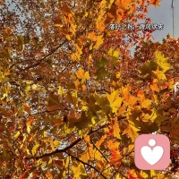 入秋九件套
 板栗紅薯糖葫蘆
 奶茶柿子關(guān)東煮
橘子落葉還有你配圖