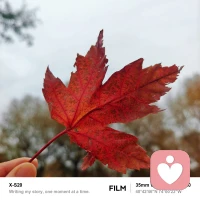 是逐漸變濃的秋配圖