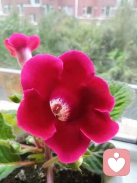 今日故事
        看花的人
　　看花的人，是安靜的，一個人靜靜地看著一朵花、一束花，一枝花、一樹花，或是滿山滿野的花，于專注專情中，或開心，或陶醉，或傷感，或怡然忘我，都是極可觀的情與事。
　　看花的人，看的是心中的風景，微觀的風景。像是不愛看蕓蕓眾生世相的人，拋卻了復雜與紛擾，沉浸在自然簡單的生活里，偏喜歡留意身邊的人和事，留意一朵花開，一葉草長，一陣風來，一聲鳥鳴，這樣的人，總會給我們有所期待的溫暖。
　　看花，是看風景。看花的人，也成了風景。看花，就成了一件無比美好的事情，看花的人呢？心里也該是靜守著時光的美好吧。
　　看花的人，在書里。讀宋詞，綺麗的閨怨詞占了很大的比重，讀來讀去，就讀出了滿眼的花和淚。詞中多寫憂思的女子，那些女子都是可愛的，也是深情的。她們在春天的清晨、夏日的午后、斜陽秋暮、寒冬月夜，獨自立盡高樓，斜倚闌干拍遍，極目望斷天涯，縱是如此，所思的遠人，也不會因她們此刻的思和念，而離她們更近一點。那些遠人，因追逐功名，因踏上征途，便是身不由己，此時，他們或在芳草遠道，或在天涯邊塞，已經渺遠得杳無音信了。而在她們的手中，或是心里總是拈著一枝花的，秉持著如花般美好的愿望，默默地望著遠方，看得倦了，終沒有發現遠人的蹤跡。累了，她們就看手里的一枝花，看著花開正好的芳妍，就有了傷感，有了恨意，恨手中的一枝花，就捻，就搓，就揉，直弄得花自零落淚自流。
　　看花的人，也在眼前。初夏，我路過小區旁邊的廣場，看見一個頭發花白的老人，他正站在廣玉蘭的樹下，抬頭看那些藏在油綠光亮的葉間的白色花苞和花朵，在初夏柔和的金色晨光里，他花白的頭顱，像是藏在暗影里的一朵廣玉蘭花。
　　看花的人，已經成了記憶里的風景。我的盆景老師姓洪，教我時，才五十多歲的年紀，身材粗壯魁梧，面色紅潤，頭發花白，他有個雅號叫“貓”，說的是他的眼太賊，看花入眼入心。他掌管著學校里的花房，花房里的花，沒有他不清楚的。他只要在花房里逡巡一圈，哪一盆花移了方向，澆了水，整了枝，便一目了然。他是把花當人看的，看在眼里，也看進了心里，我特別佩服洪老師的眼力和心思。不像我們，看花，看得太隨意了，能入眼，但不會入心。
　　對著我們，拈花微笑的，是佛，那我們是不是佛眼里的一朵花呢？如果不能成為佛眼里的一朵花，那么，我們就做一個拈花而笑的人吧，如佛，也如花，讓自己的內心溫暖而又安靜。配圖