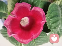 今日故事
        “健忘”的章魚
　　海鰻是章魚的天敵，這種深海殺手常常出其不意地對章魚進行攻擊，然后以極其兇猛的方式將章魚活吞進肚。
　　然而，海鰻對章魚的捕殺也不是每次都能得手。根據章魚的生活習性，海鰻常常躲在深海的沙子底下，將自己偽裝好，悄悄地等待著睡醒了出來找午餐享受的章魚。所以，在深海里就常常上演這樣有趣的一幕：一只睡足了覺的章魚美滋滋地晃悠著從洞穴中溜達出來，正閑庭信步四處尋找著可口的食物。突然，一條偽裝得非常好的海鰻在章魚接近之時猛然而起，張開大嘴把章魚吞了進去。
　　不過，有些章魚的體形太大，海鰻把章魚的頭部生吞進嘴里之后，卻沒法把整個章魚吃掉。所以只能悻悻地把活吞到嘴里的章魚再吐出來，氣呼呼地扔下獵物，再去尋找更小一點的章魚。死里逃生的章魚一邊用觸角撫摸著自己的腦袋，一邊無精打采地躲回洞里撫平一下受傷的心靈。
　　可是，沒心沒肺的章魚回到洞里沒過多久，又像什么也沒發生過一樣，樂呵呵地再次出來覓食。不一會兒，抓到美味獵物的章魚飽餐了一頓之后，樂得屁顛屁顛的，像跳華爾茲一樣優雅地轉動著身體，做飯后的消化運動。而這只無比快樂的章魚，在不久之前還因為差點喪命而郁悶不已。
　　科學家們長期跟蹤調查發現，章魚是海洋里名副其實的強者，它們有著極其強大的生命力，這和它們超人的智慧有關。被天敵差點活吞了之后，章魚在非常短的時間里就能迅速調整情緒，一邊更加謹慎地觀察周圍的環境，一邊仍舊快樂地繼續生活。
　　天大的事兒，笑一笑也就過去了。被天敵差點活吞了，這種生死大事都能輕松放下，那這世上還有什么是放不下的呢？配圖