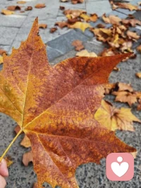 素來喜歡安靜，懷抱一顆悠然心，靜謐在塵世的一角，隔著光陰的菲薄，將心墨潑在塵世之外。心的遠近，皆來自點點滴滴的積累，于淺淺的回眸中與往事相擁，用筆端獨品靈魂深處的寂寞和美麗，書眉間清風，也書人間煙火。讓時光的輕盈，和生命的厚重，在淺淡的流年里相融...配圖