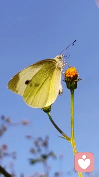 擁有豐富生命體驗和入世智慧，被生活打碎過，又靠自己的力量真正站起來，走完了屬于自己的英雄之旅；再在咨詢實踐中身經百戰。這樣的咨詢師說出來的話很少是書本上的二手知識，而是扎實的理論知識加豐富的一手經驗的萃取提煉。配圖