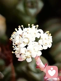 心理健康的標準是什么？
 心理學家科胡特給出了非常簡明的答案：自信和熱情。當活力能滋養自體時，就是自信；當活力能滋養客體時，就是熱情。配圖