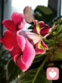 楊絳說：
“讓自己快樂的秘訣，
就是停止胡思亂想，
治愈自己最好的方法，
就是忙碌和早睡。
堅(jiān)決不要因五分鐘的不開心
而影響到你一天的幸福。
人，想開了就是幸福，
想不開就是痛苦，
很多時(shí)候不是跟事過不去，
而是跟自己的心過不去?！????配圖