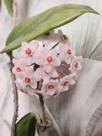 努力是種生活態度，與年齡無關
努力不是外壓力逼迫你去前進
而是自己內心對更進一步的渴望
是一種積極向上的生活態度配圖